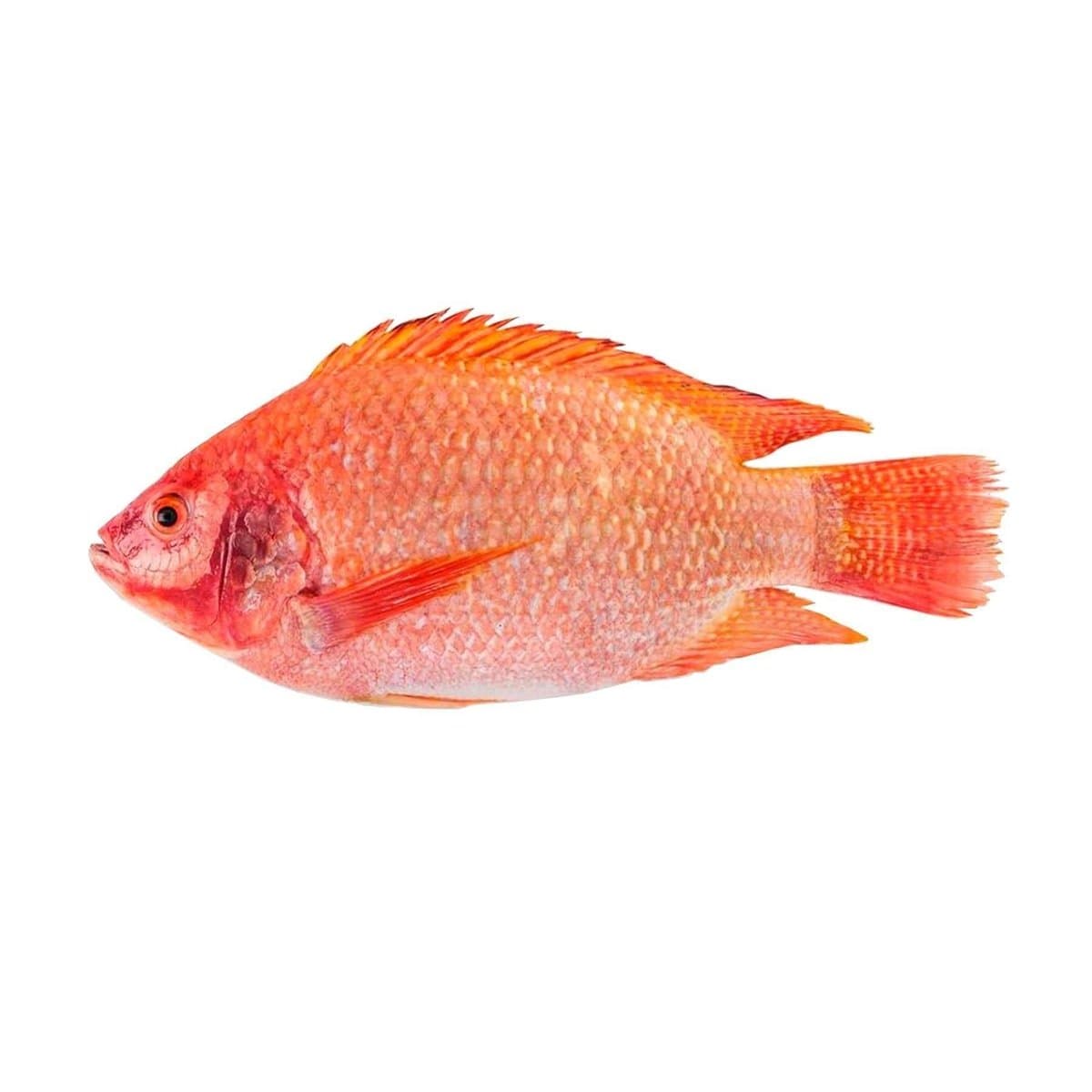 Pescado Tilapia Roja Por Libras Pescado Tilapia Roja Por Libras