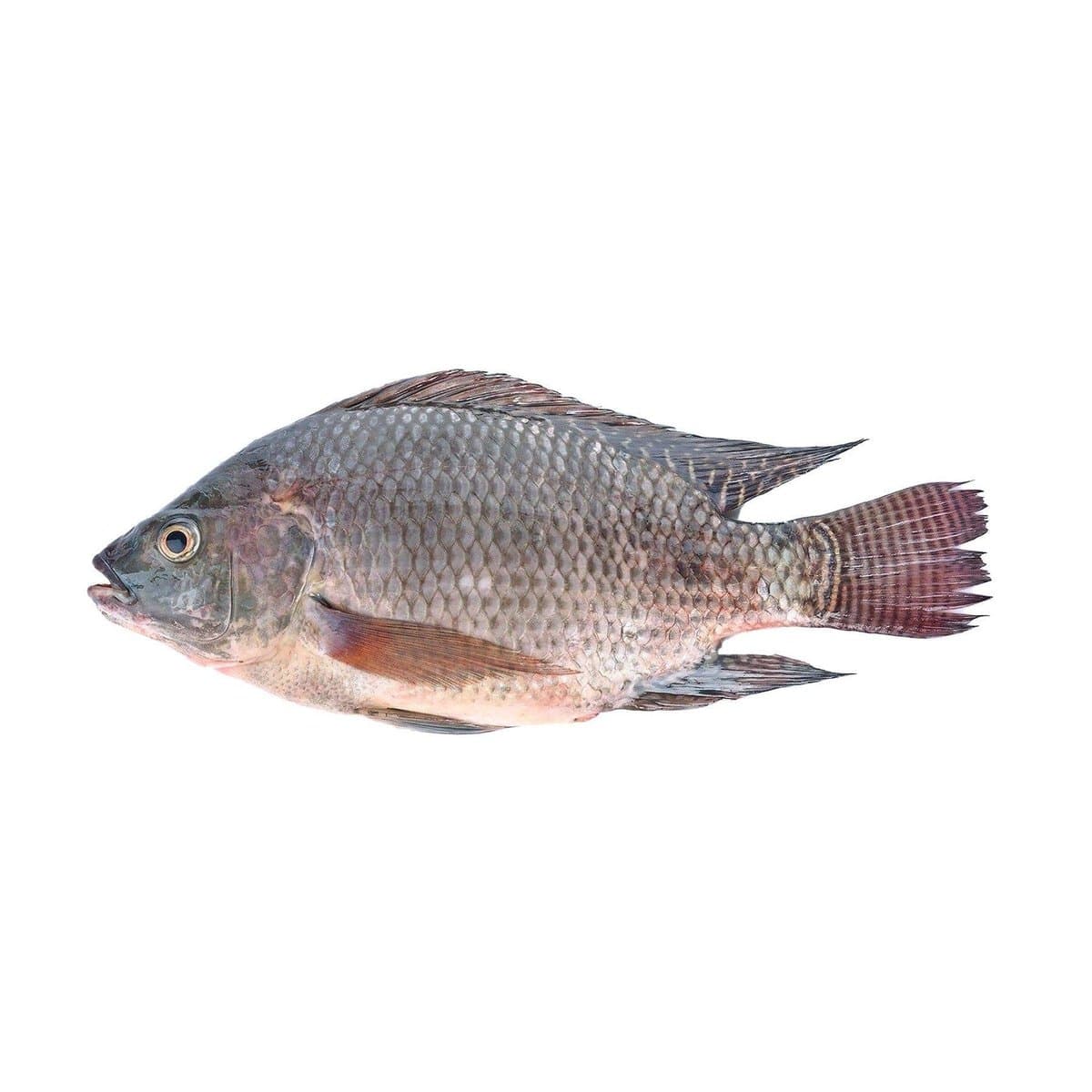 Tilapia Negra Importada Por Libra Tilapia Negra Importada Por Libra